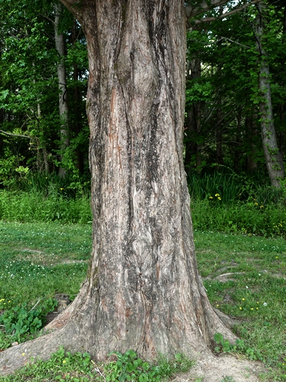 {Metasequoia glyptostroboides}